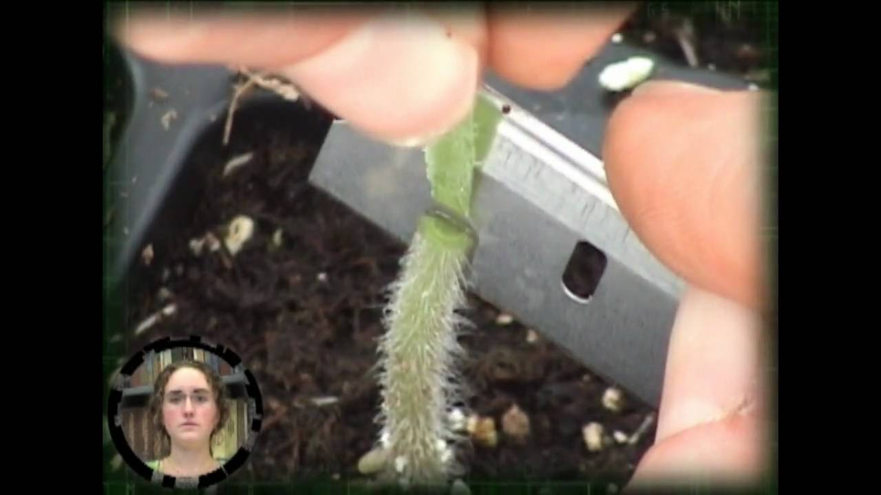 Grafting of Tomato Plants