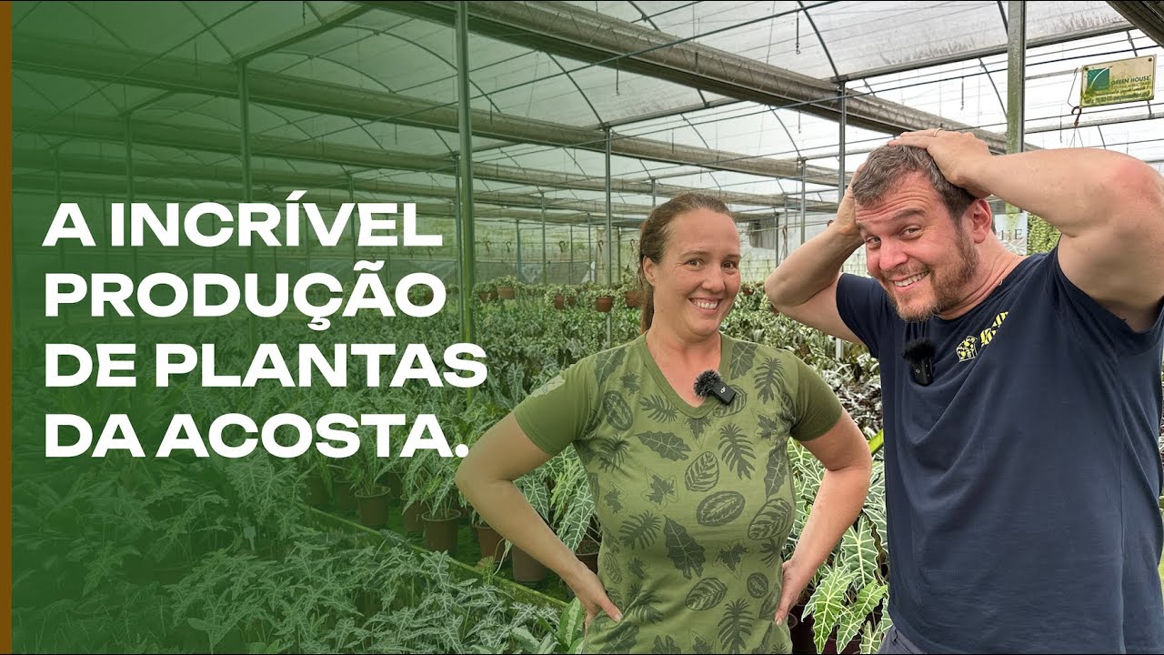 A incrível produção de PLANTAS da Acosta em Holambra.