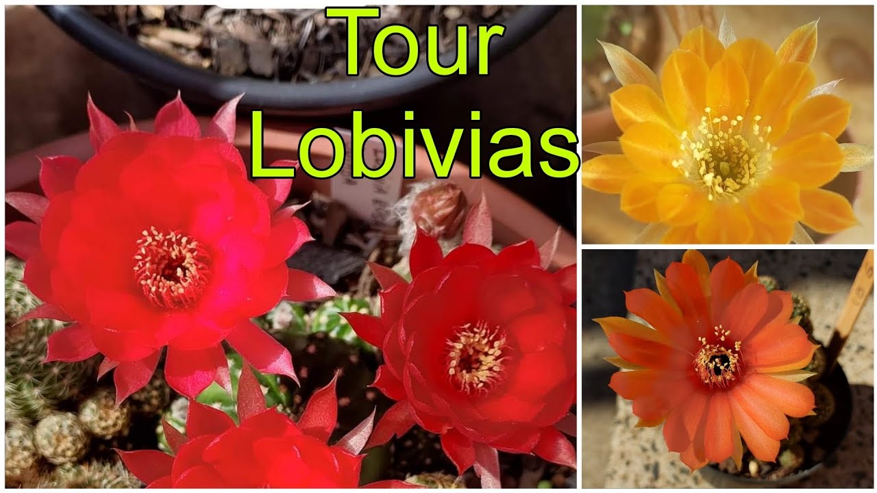 Tour pelas Lobivias da Coleção