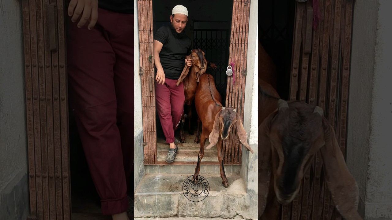 110kg Beetal Bakri With Kids #goat#bakra#bakri #goatlovers #animals#beetalgoats#shorts#youtubeshorts