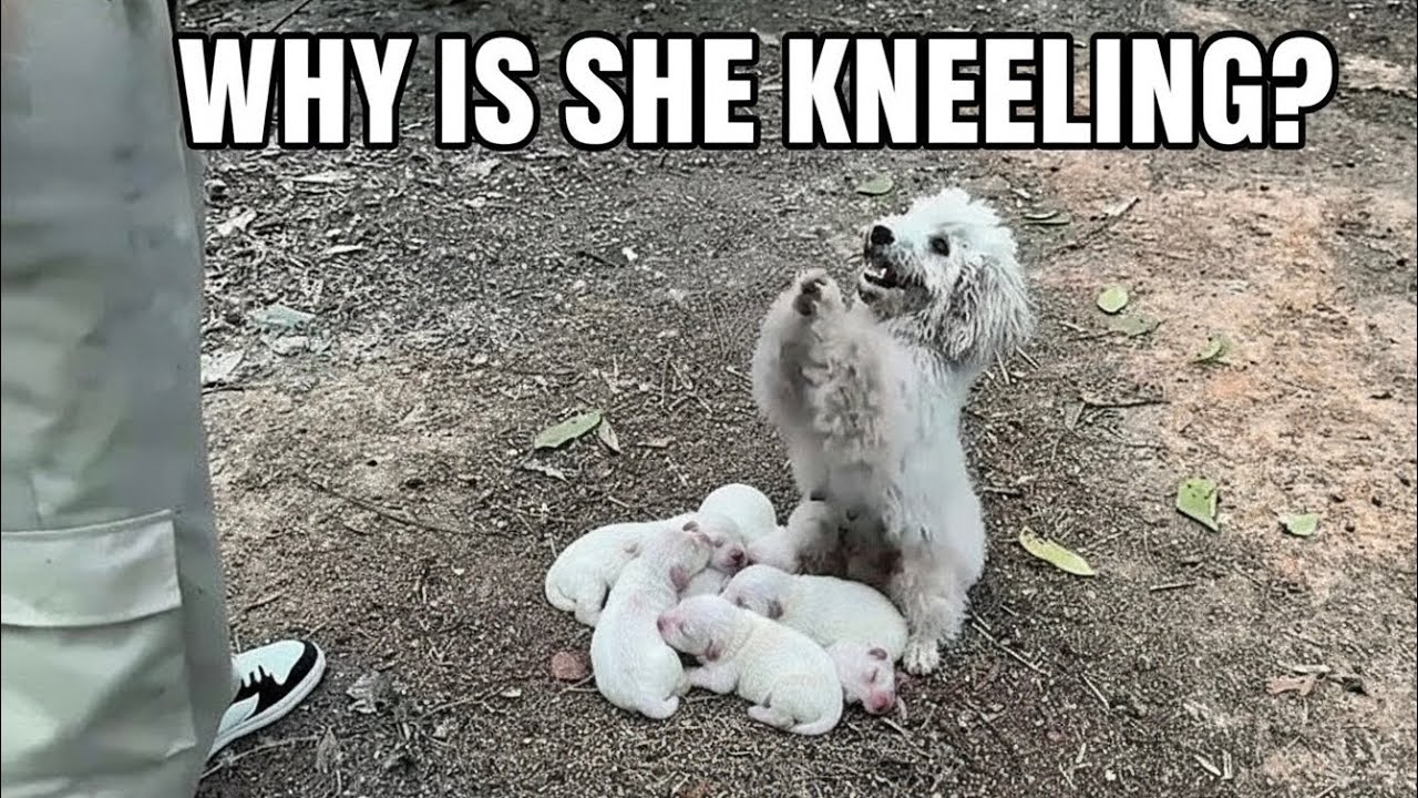 She Knelt Before a Stranger, Praying for One Last Miracle 