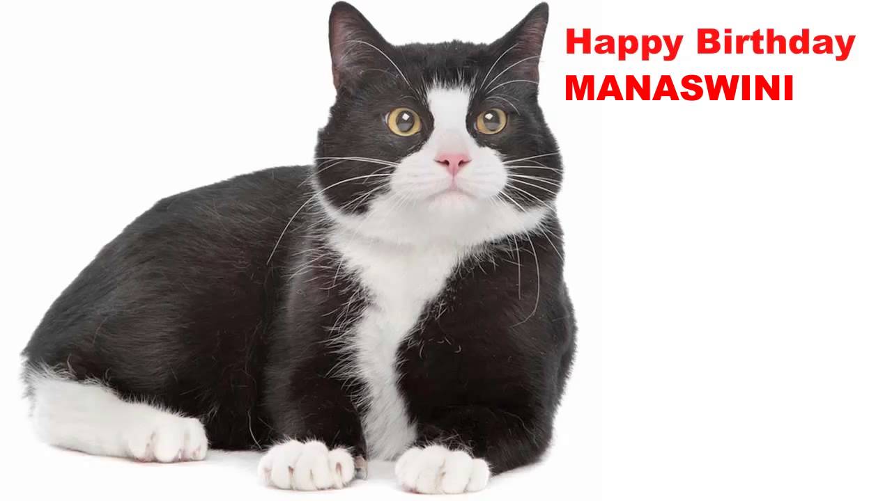 Manaswini   Cats Gatos - Happy Birthday
