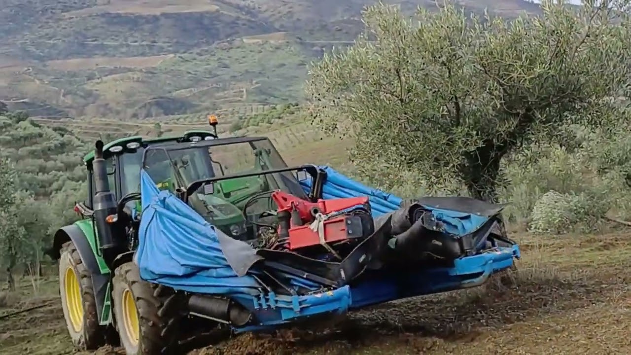 Azeitona`2025   Vilares da Vilariça