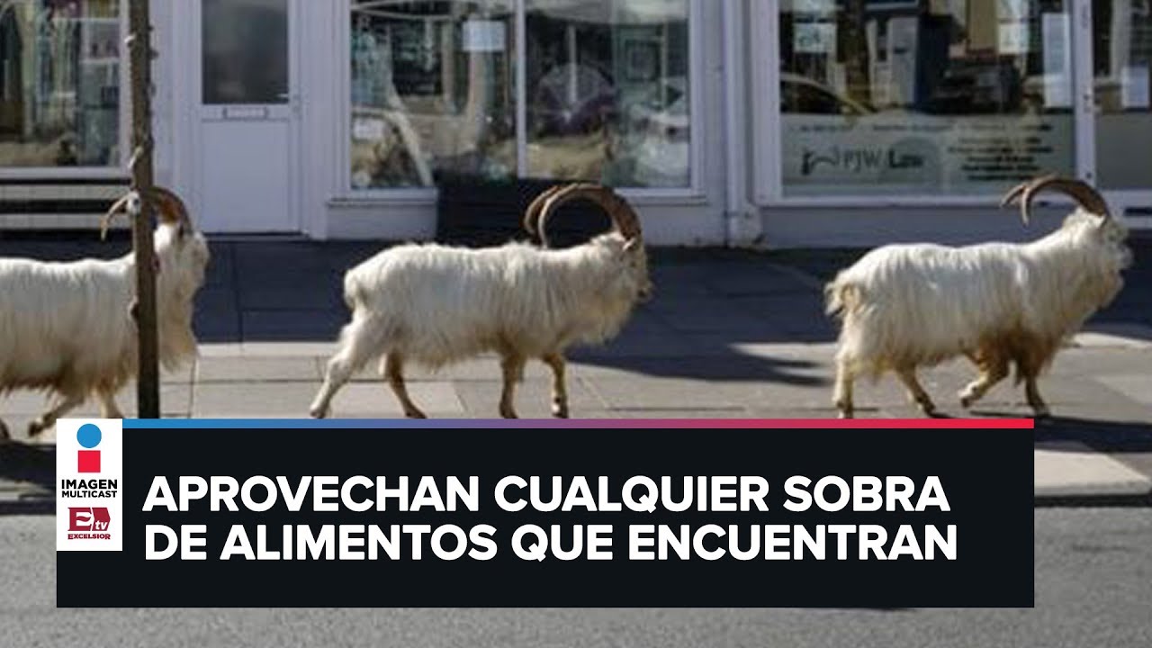 Animales salen a las calles de algunas ciudades confinadas por la pandemia