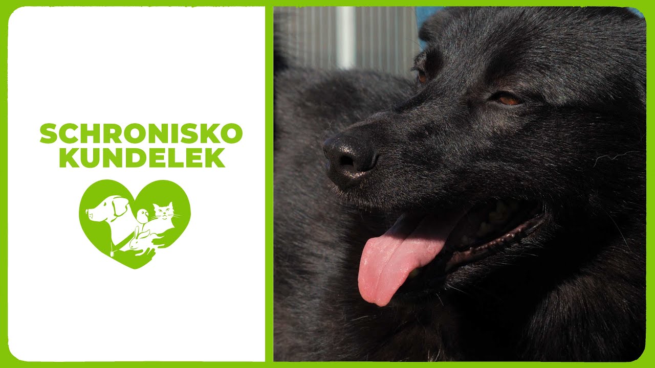 Schronisko Kundelek 1,5% podatku