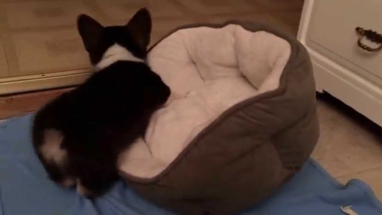 Clumsy Corgi puppy can't get into his bed