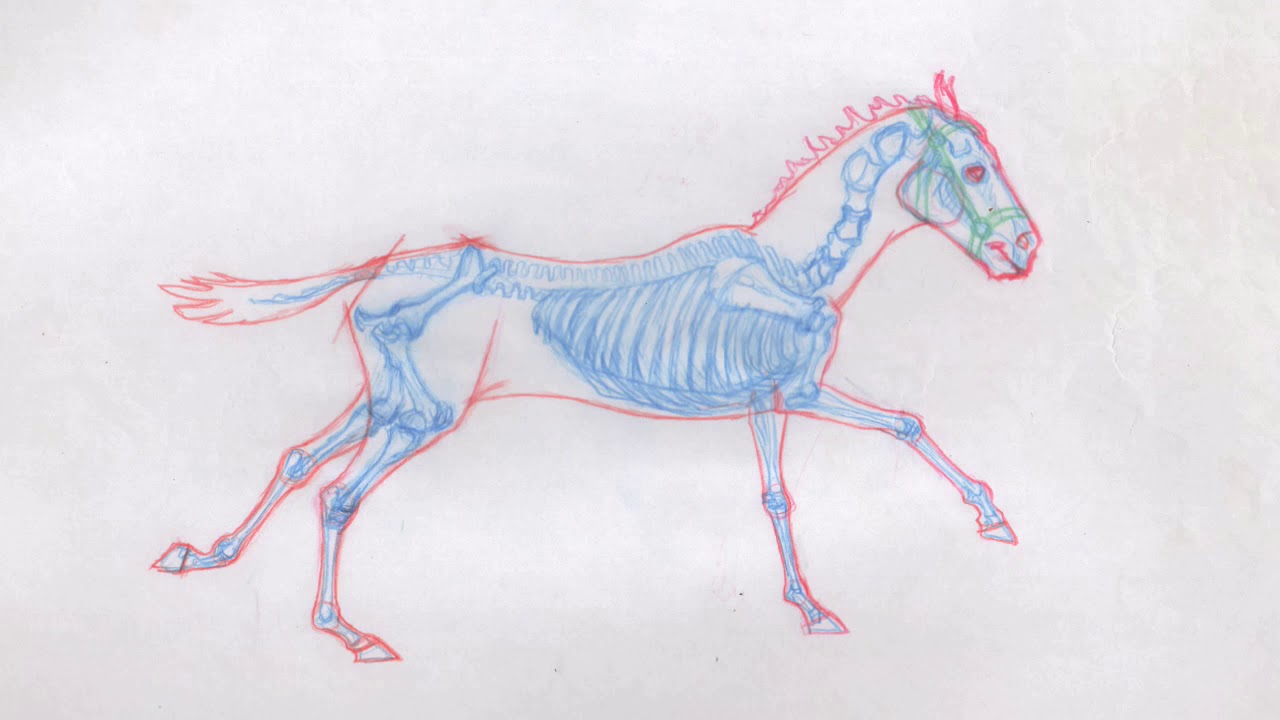 Skeleton horse gallop cycle