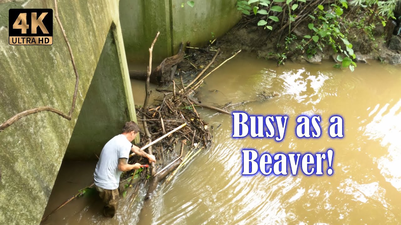 Unclogging a large Culvert blocked by a partial Beaver Dam