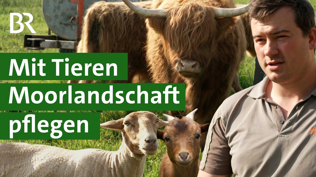 Mehr Biodiversität: Wie Schaf, Ziege und Kuh die Landschaft pflegen | Artenschutz | Unser Land | BR