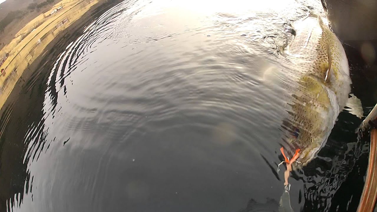 Torskefiske Batnfjord pilking-cod