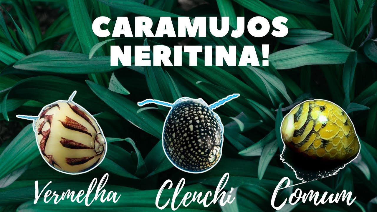 Caramujos Neritinas - Virgínea Comum, Vermelha e Clenchi (Neritina Snails Virginea, Red and Clenchi)