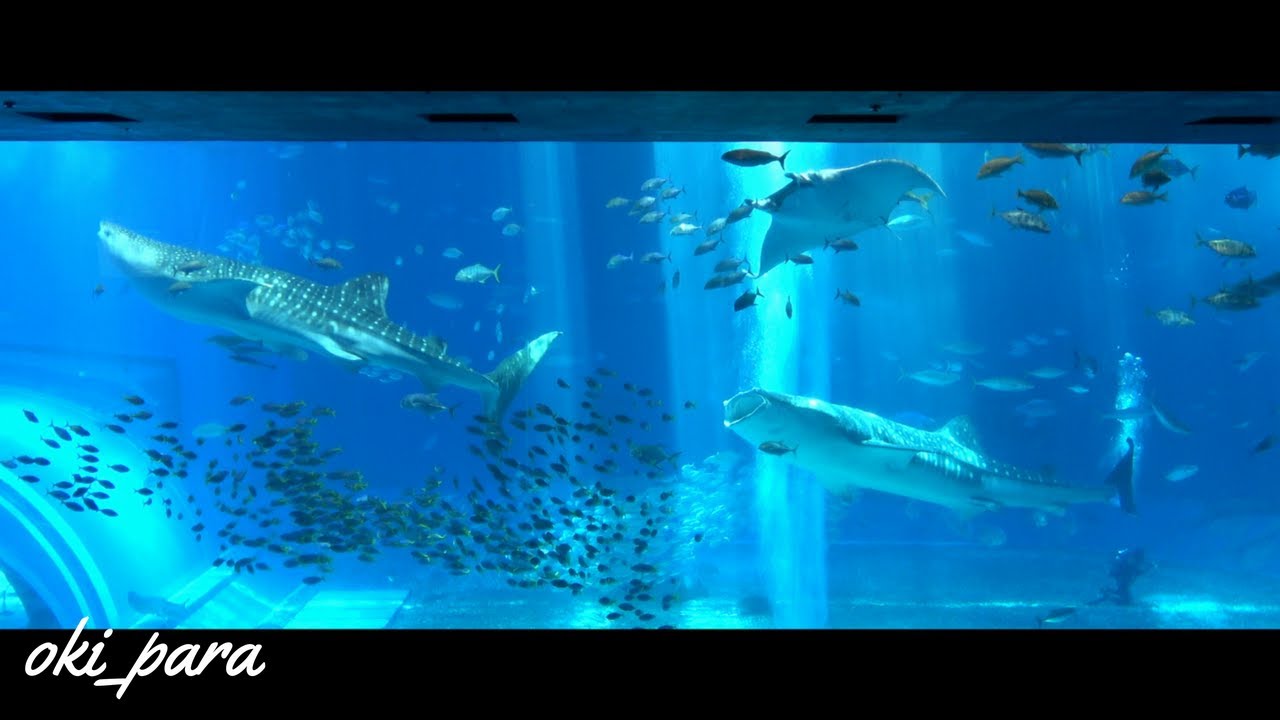 【沖縄】美ら海水族館 黒潮の海 水槽/Okinawa Churaumi Aquarium okipara Relaxation  3 Hours 4K