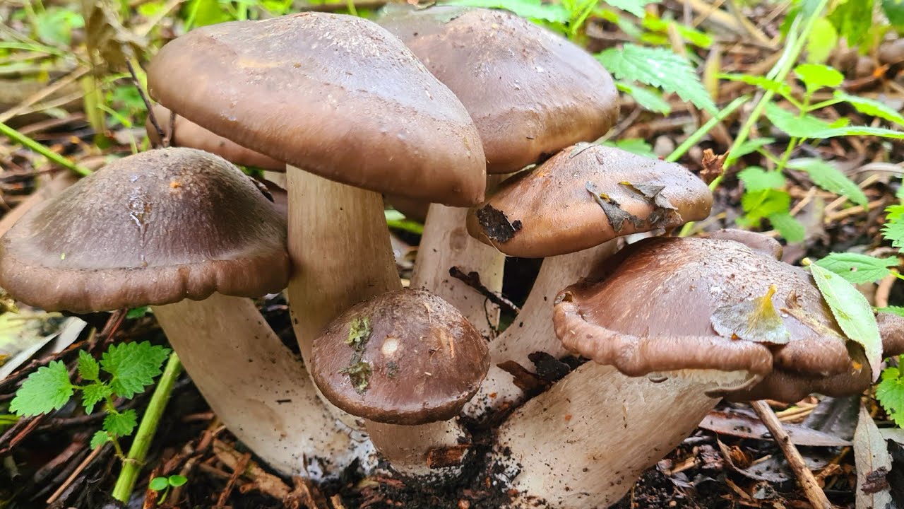 วันนี้ไปเก็บเห็ดดำหวานกอสวยๆอวบๆกันเลยคะสามกอล้นตะกล้าเลยคะ🍄🍄😍