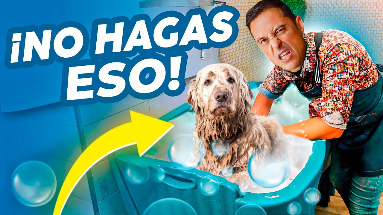 5 ERRORES FATALES que cometes al BA&Ntilde;AR a tu PERRO