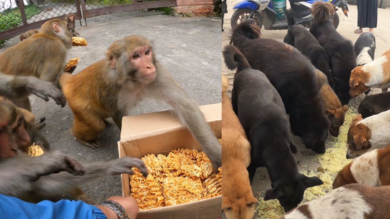 monkey love raw noodles || feeding a group of stray dog and wild monkey