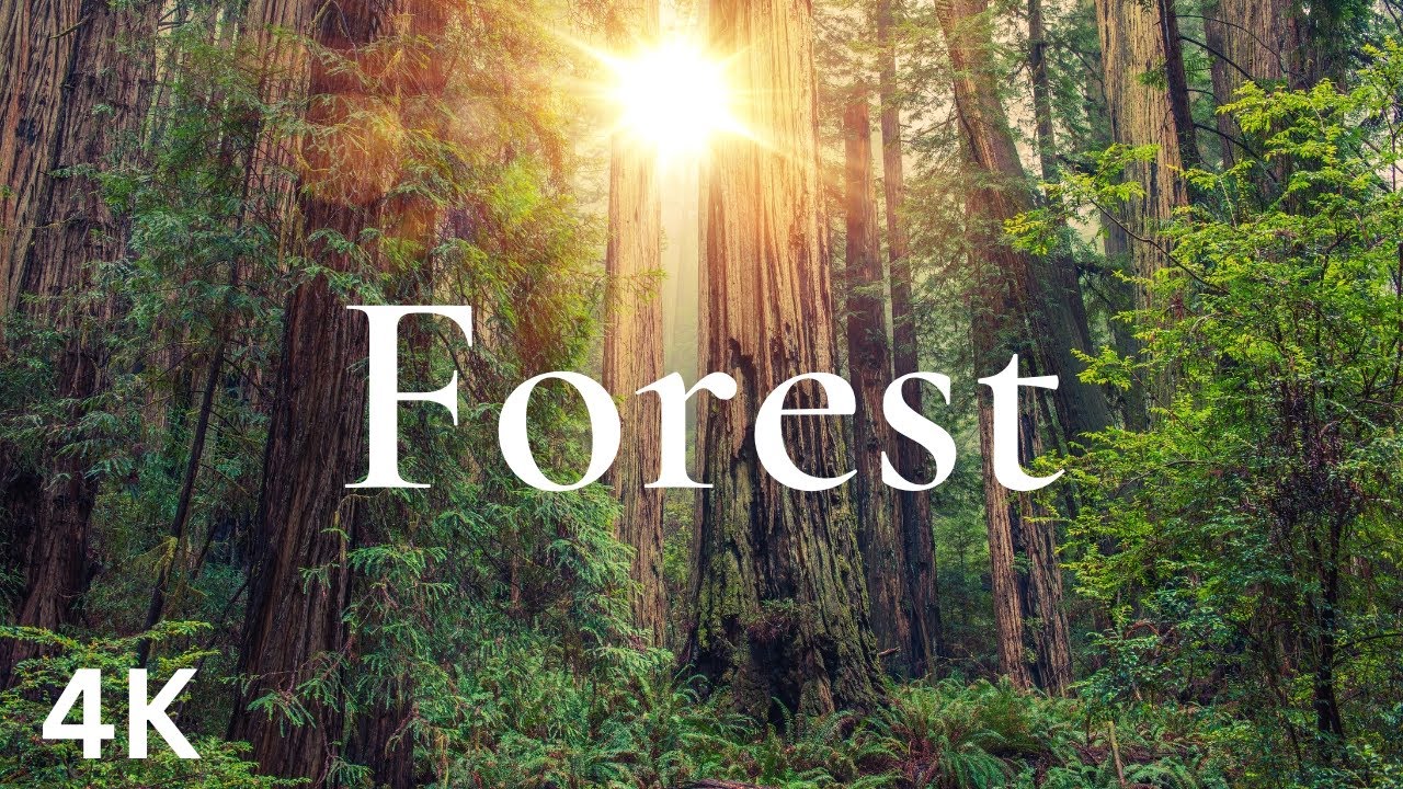 FOREST NATURE RELAXATION | RELAXING MUSIC AND NATURE SOUNDS