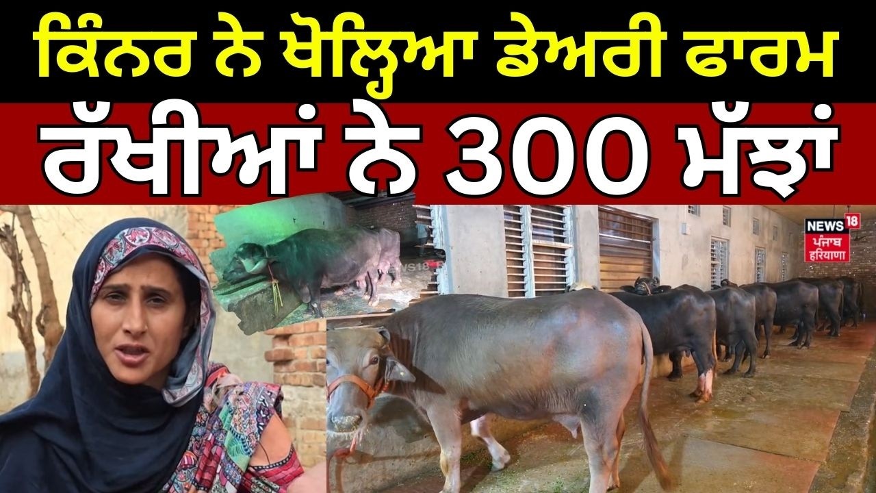 Gohana News | ਕਿੰਨਰ ਨੇ ਖੋਲ੍ਹਿਆ ਡੇਅਰੀ ਫਾਰਮ, ਰੱਖੀਆਂ ਨੇ 300 ਮੱਝਾਂ | Kinner | Top News | N18V