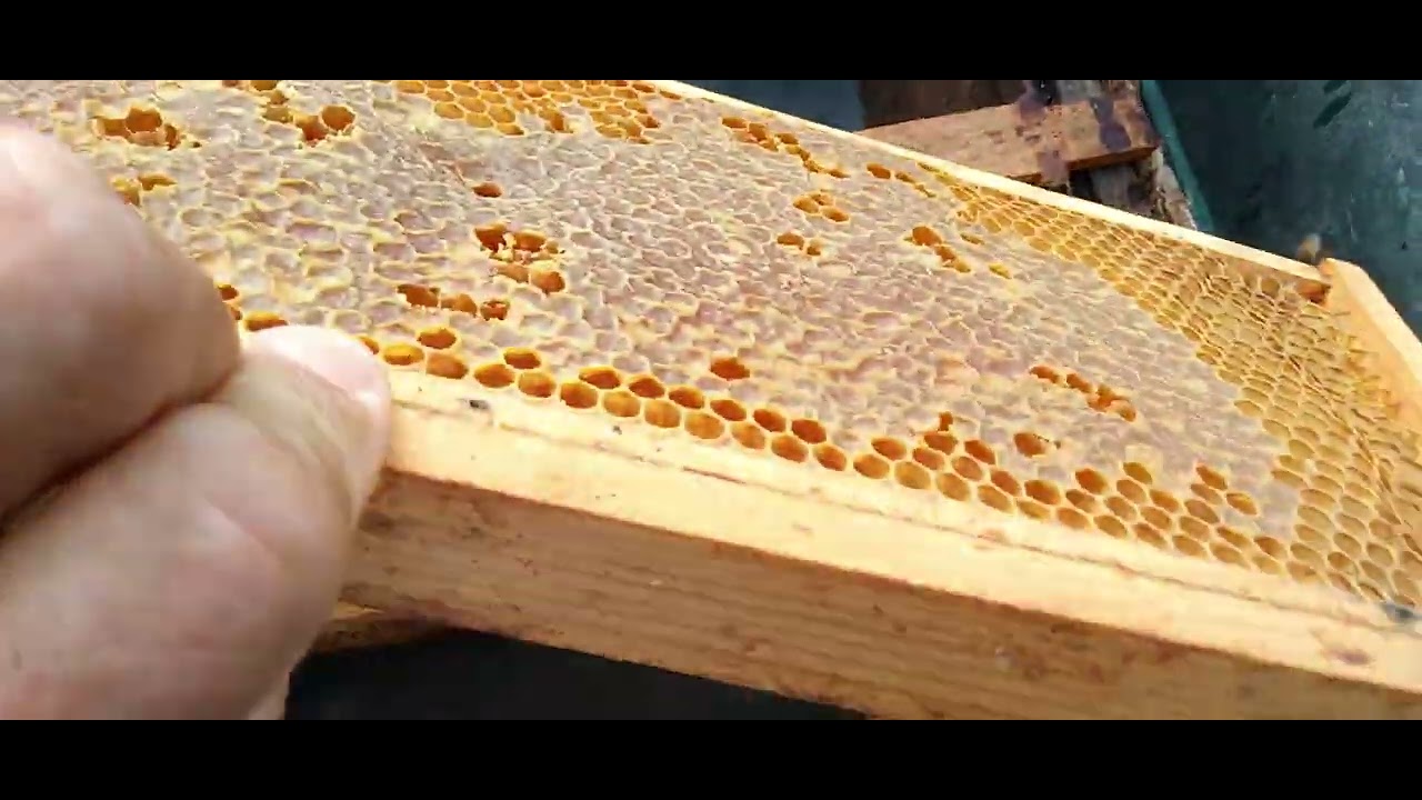 T)  WASPS WASPS WASPS AND MORE WASPS AND HONEY BEES .