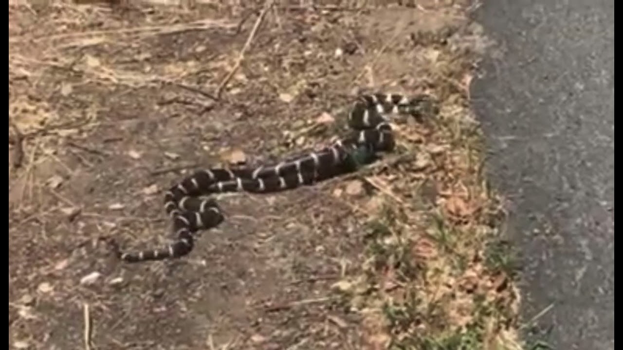 Two snakes in Novato