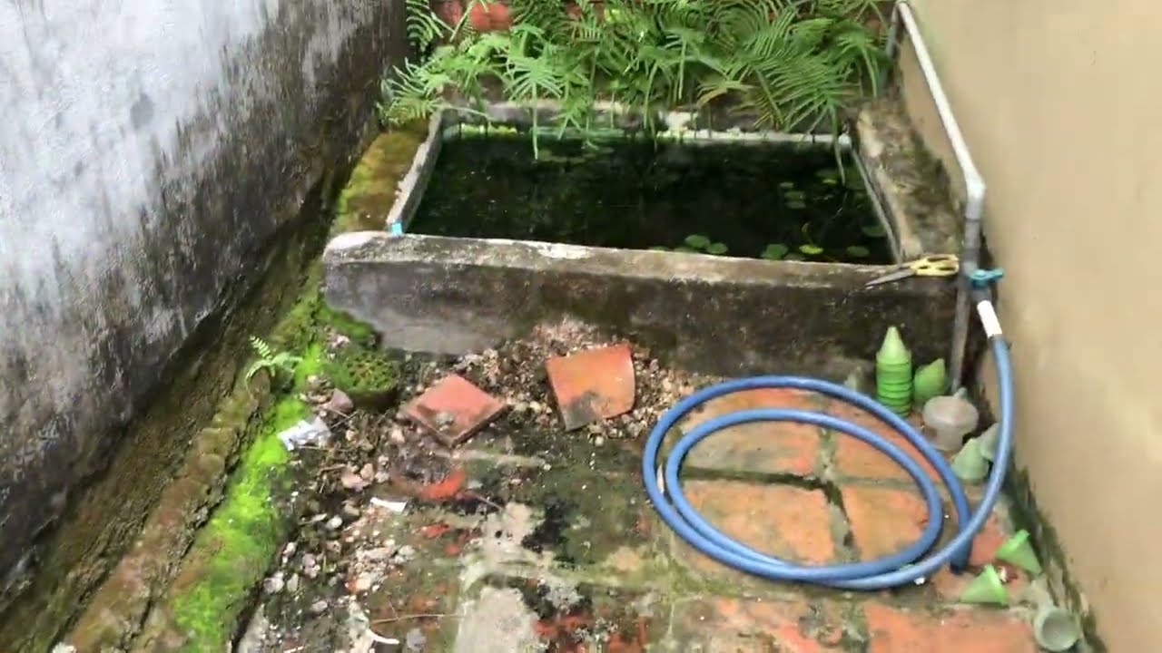 Hồ Cá Thuỷ Sinh Ngoài Trời 1 năm quay trở lại