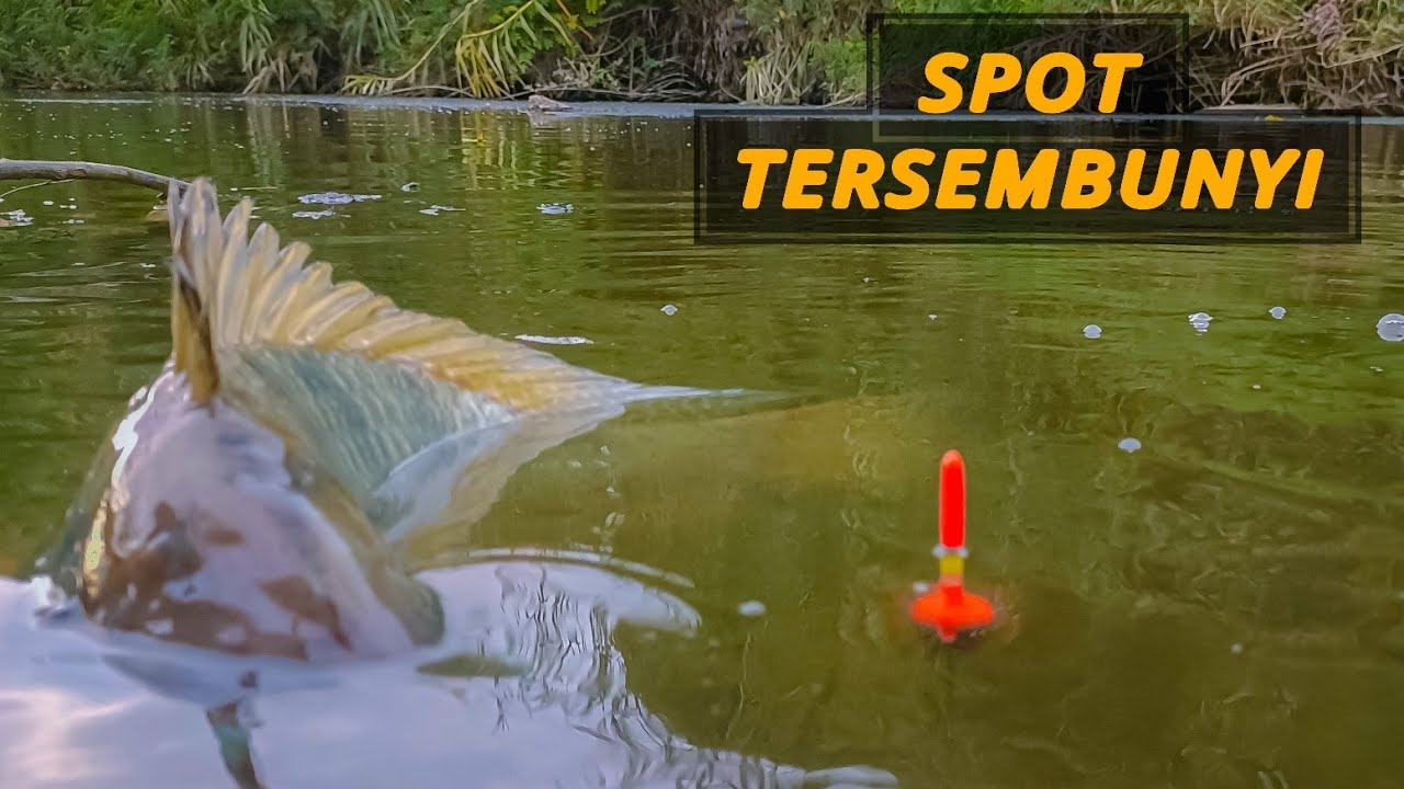 Semakin Jarang-Nya Pemancing,, Ikan Nila Besar Di Sungai ini Makin Banyak&Galak