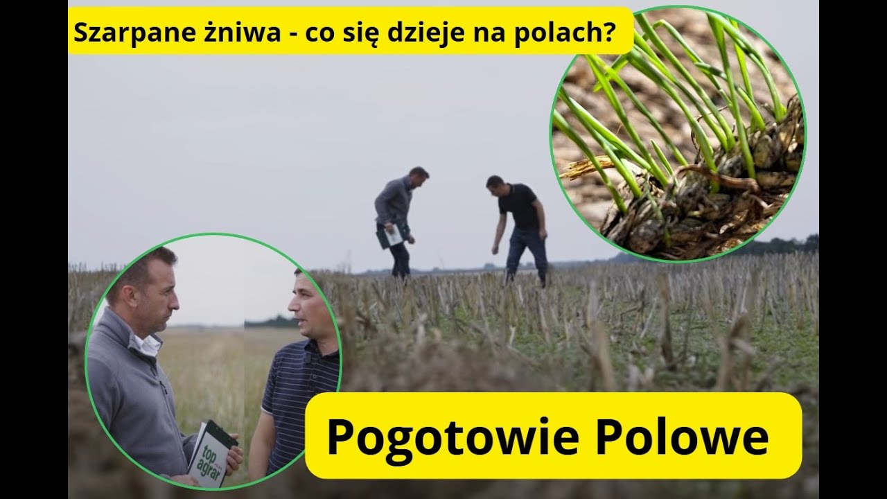 Szkodniki rzepaku i trudne żniwa 2025 - Pogotowie polowe top agrar