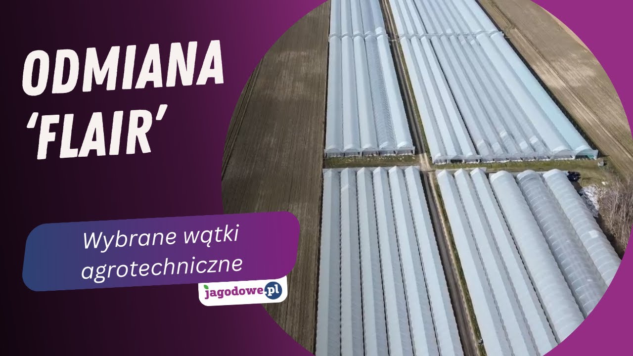 Odmiana 'Flair' - wybrane wątki agrotechniczne