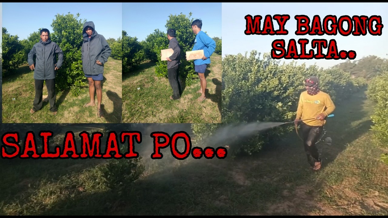 PAG IISPRAY SA KALAMANSI + MAY BAGONG SALTA...