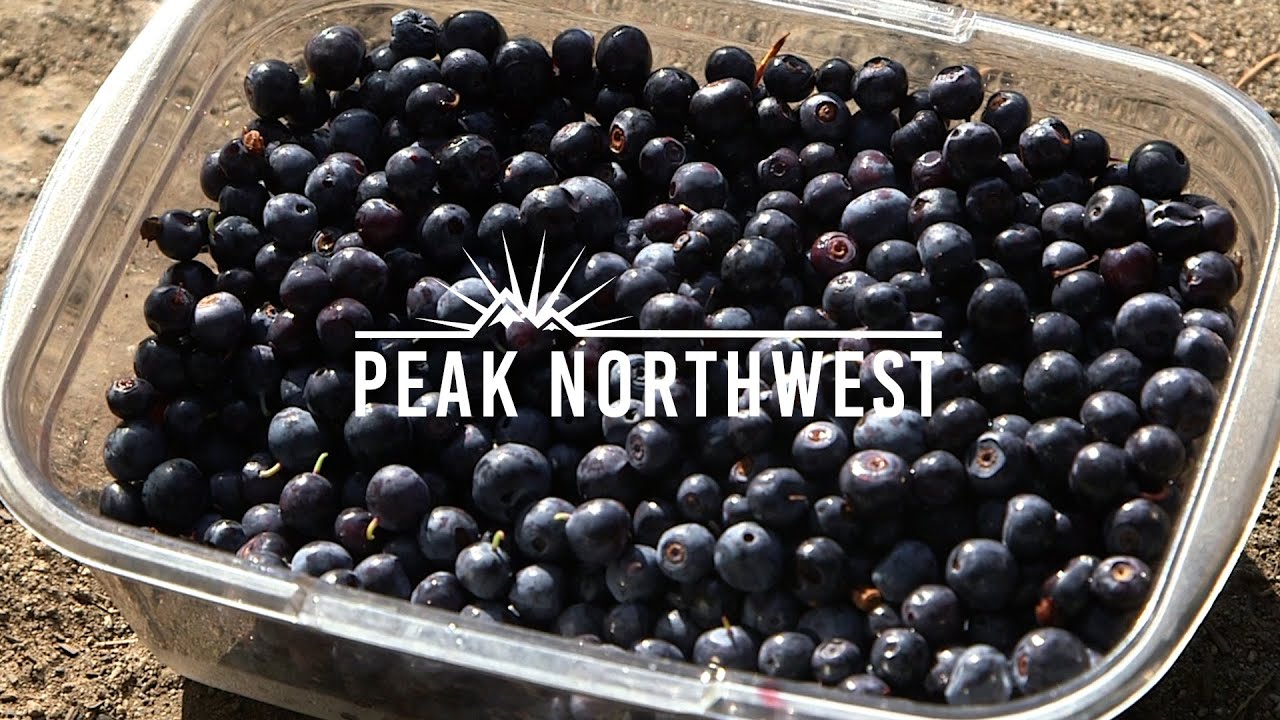 Foraging for huckleberries on an Indian Heaven Wilderness backpacking trip | Peak Northwest
