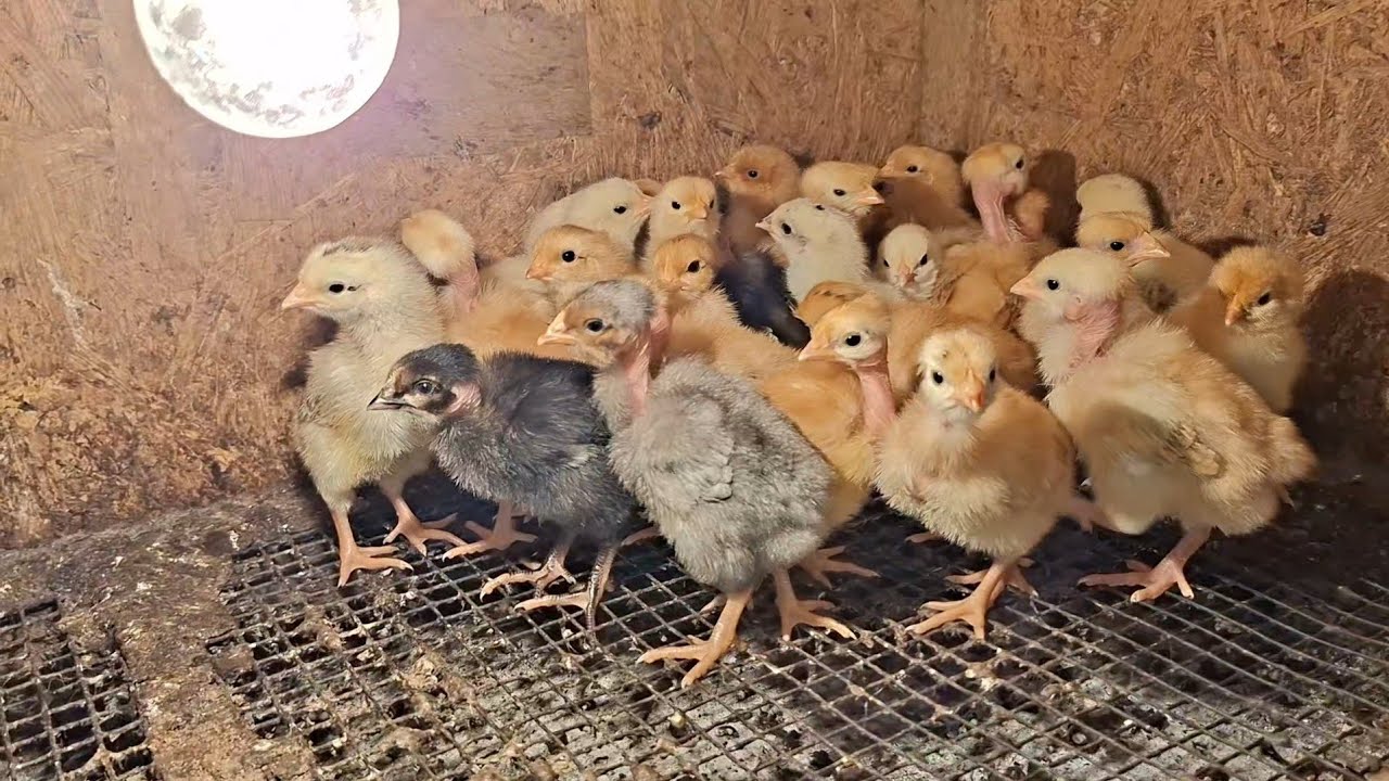 Переселив курчат 🤭 Парники ростуть як гриби😱 Цілу зиму простояв на морозі..