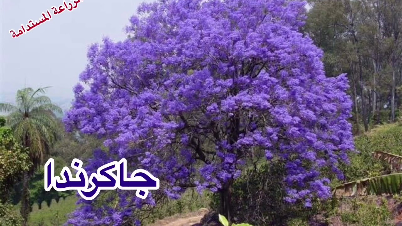 أجمل الأشجار المزهرة على وجة الكرة الأرضية