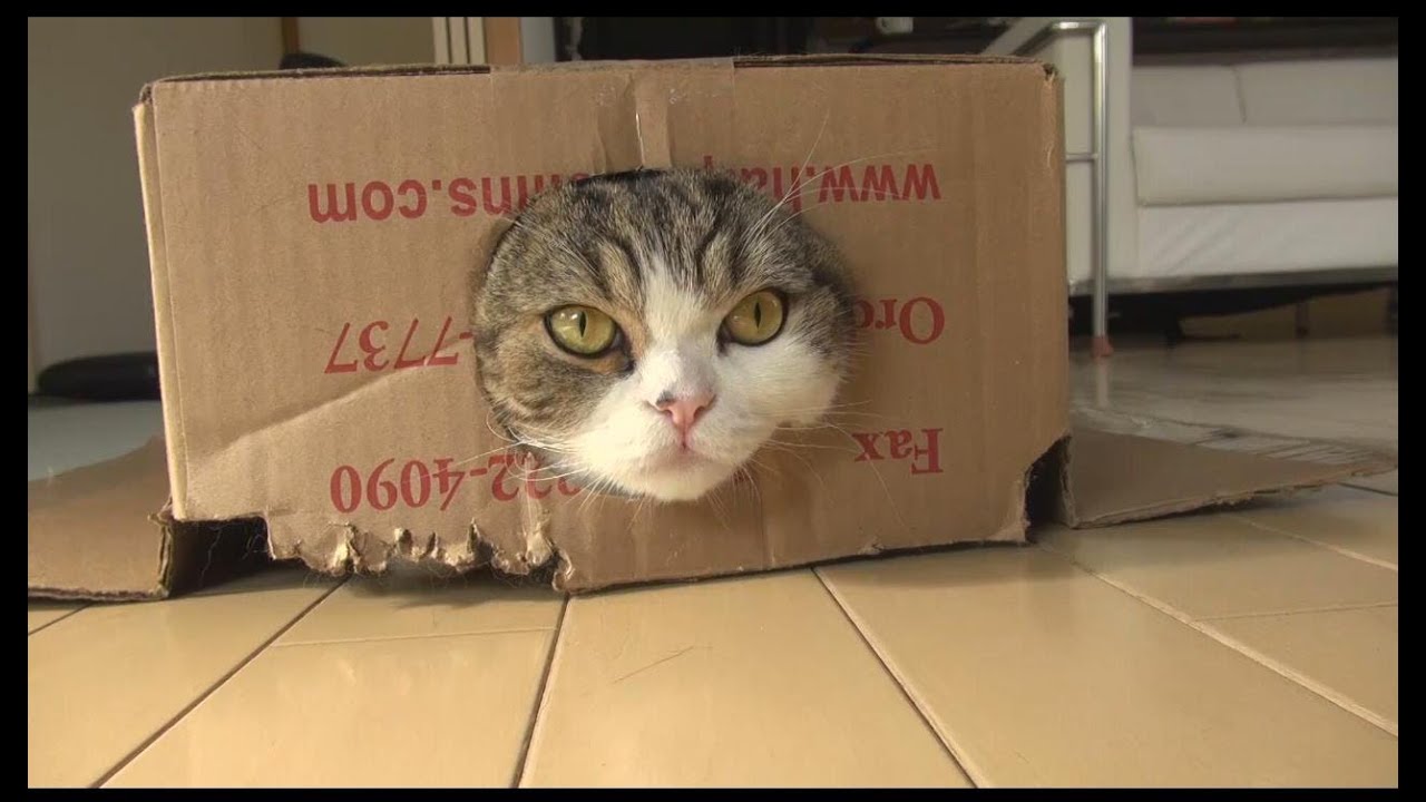 まるです４。-I am Maru 4.-
