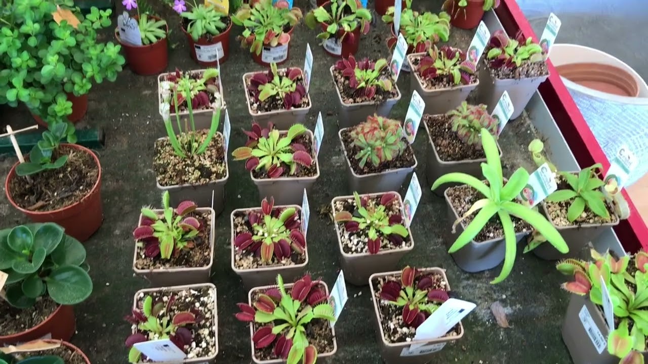 Houseplant shopping in Mallorca : 3 different nurseries🪴🌴