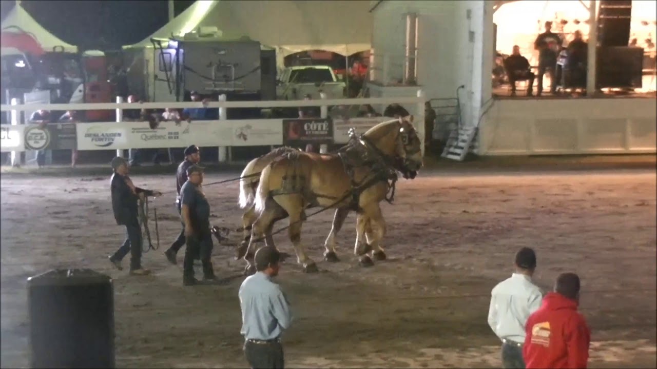 Tire de chevaux Brome Août 2019