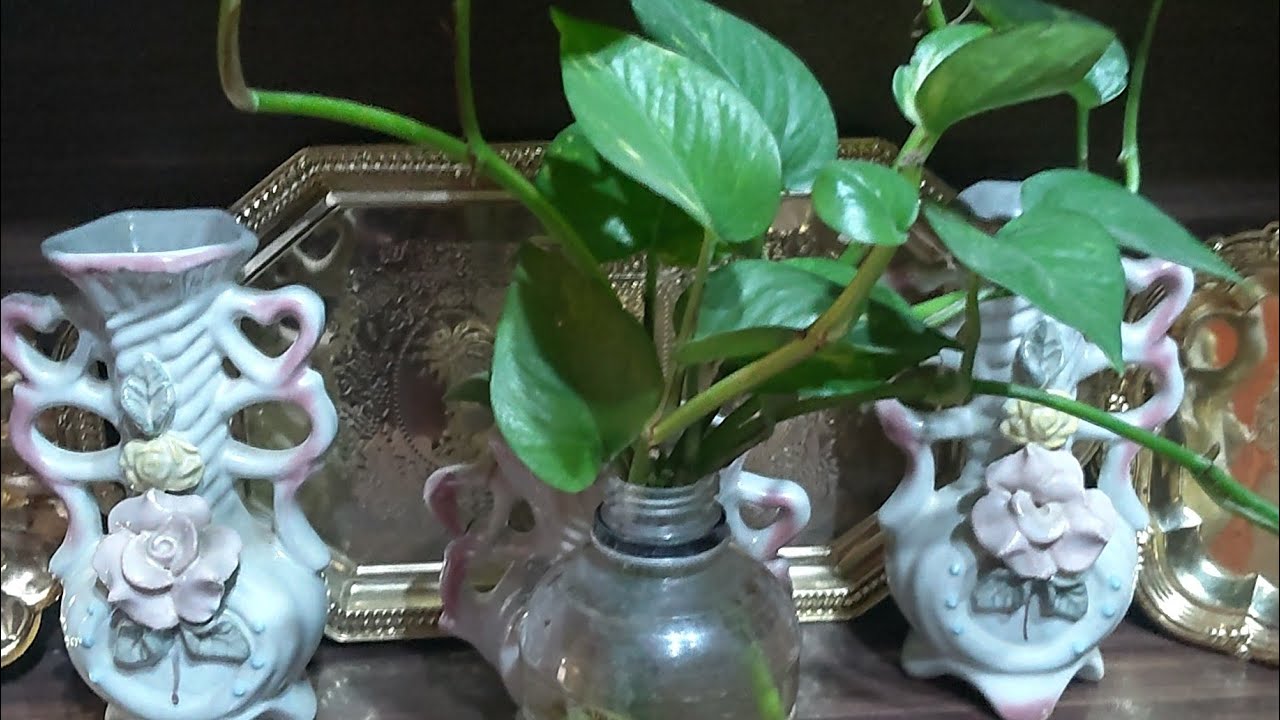 Beautiful Succulent flowering plant🌹💐🌹