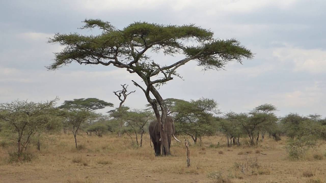 Elephant knocks down a tree