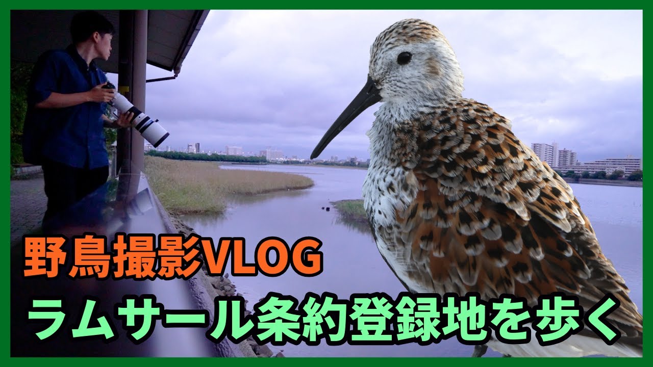 野鳥撮影Vlog「鴨渡る 夕日陰りの 谷津干潟」 アオサギ、オナガガモ、ハマシギ、トウネンなど Birding in Japan shot on OM-1 Mark II