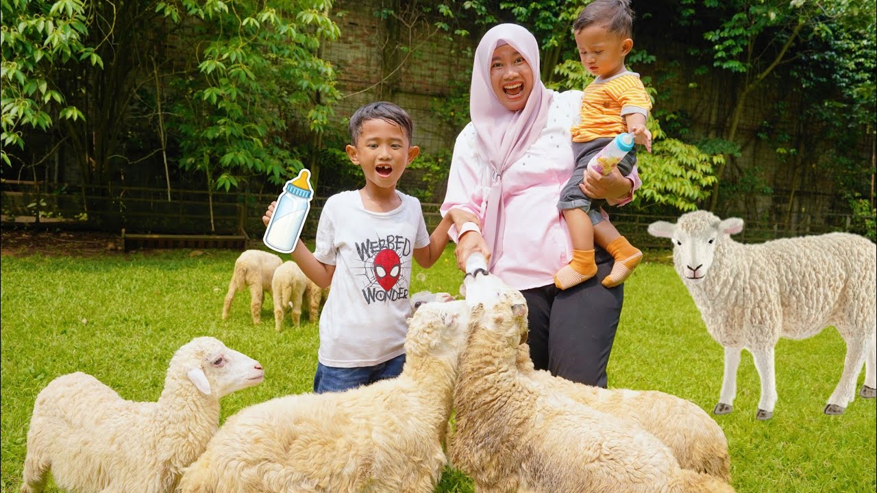 AZAM ALI TAKUT DI KEJAR KEJAR KAMBING 🥵 DAN KASIH SUSU KAMBING