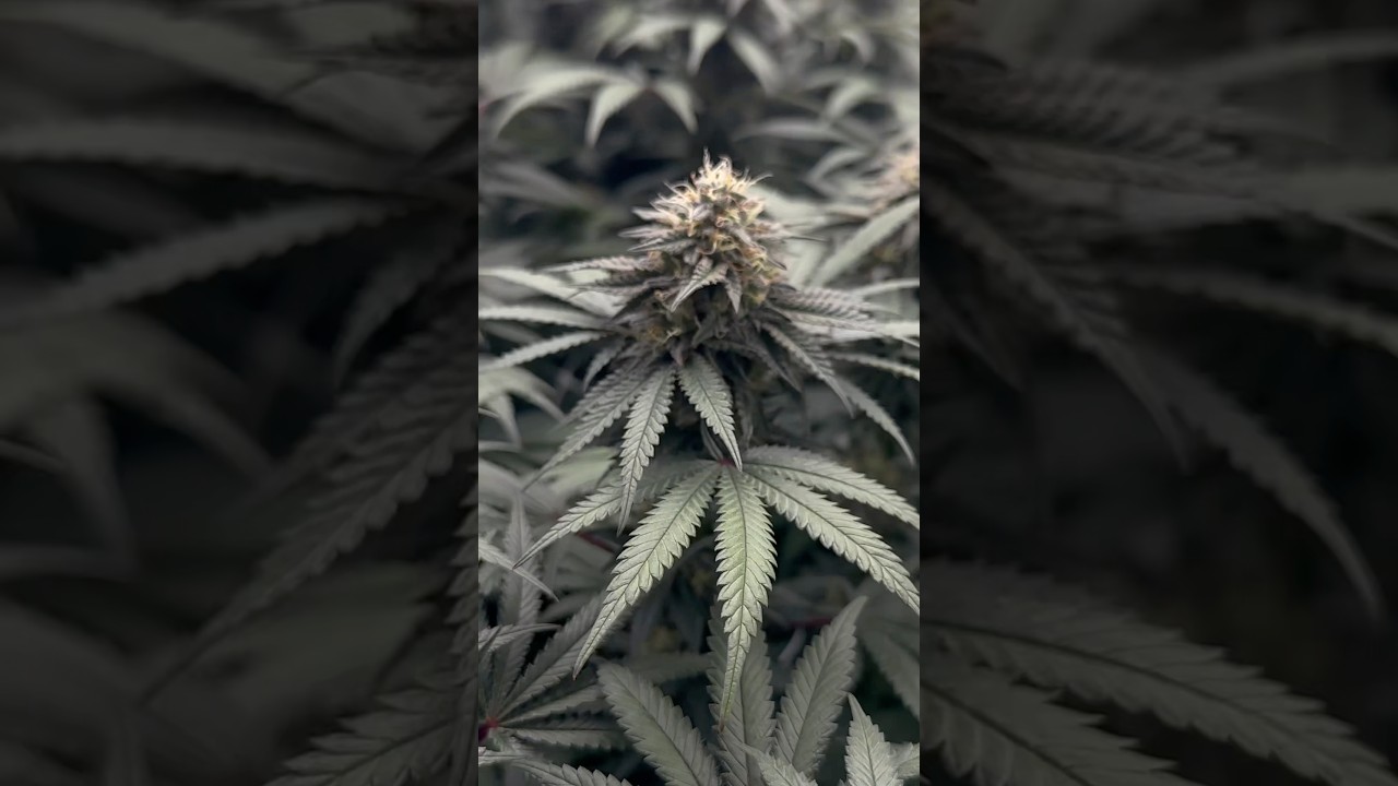 Runtz, week 5 of flower 🌺. Like & sub if you want final weight  🙏🏾😌 #gardeningtips #cultivation￼