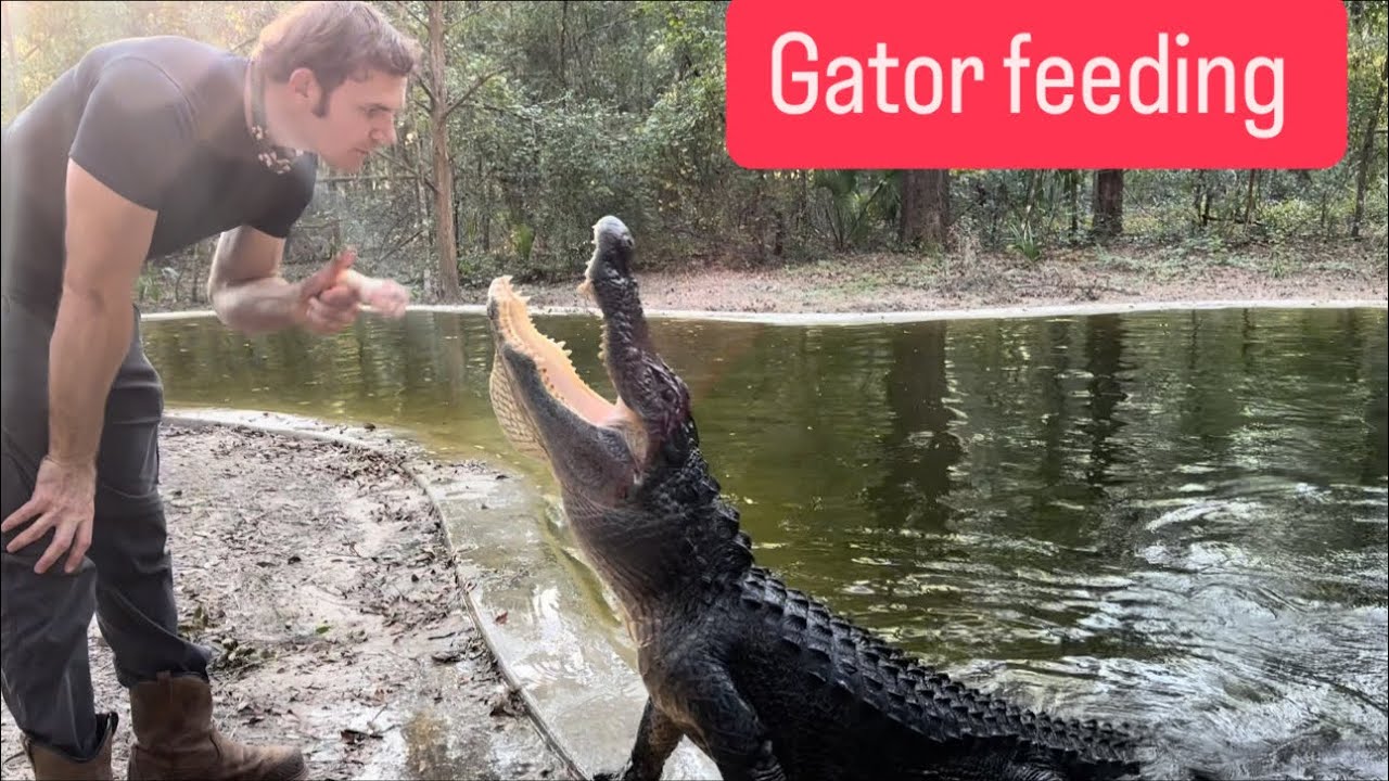 Gator feeding & sanctuary vlog!