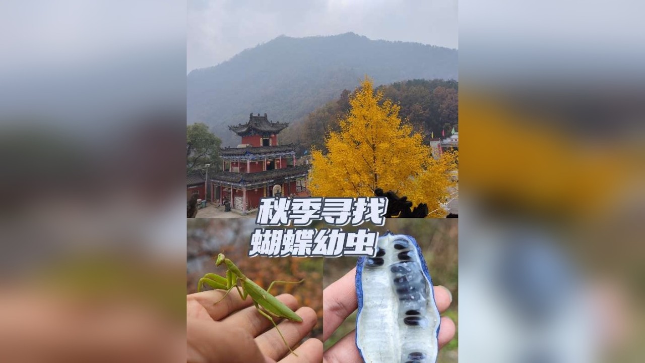 秋季寻找蝴蝶幼虫，野外观察。