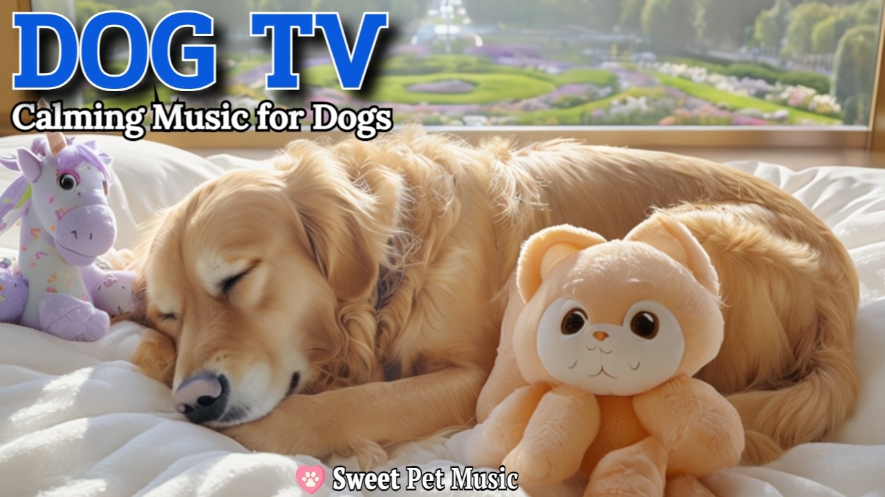 20 Hours of Calming Dog Music🦮💖Calm & Relax: Stress & Anxiety Help Today🎵🦮Gentle Touch Dog TV