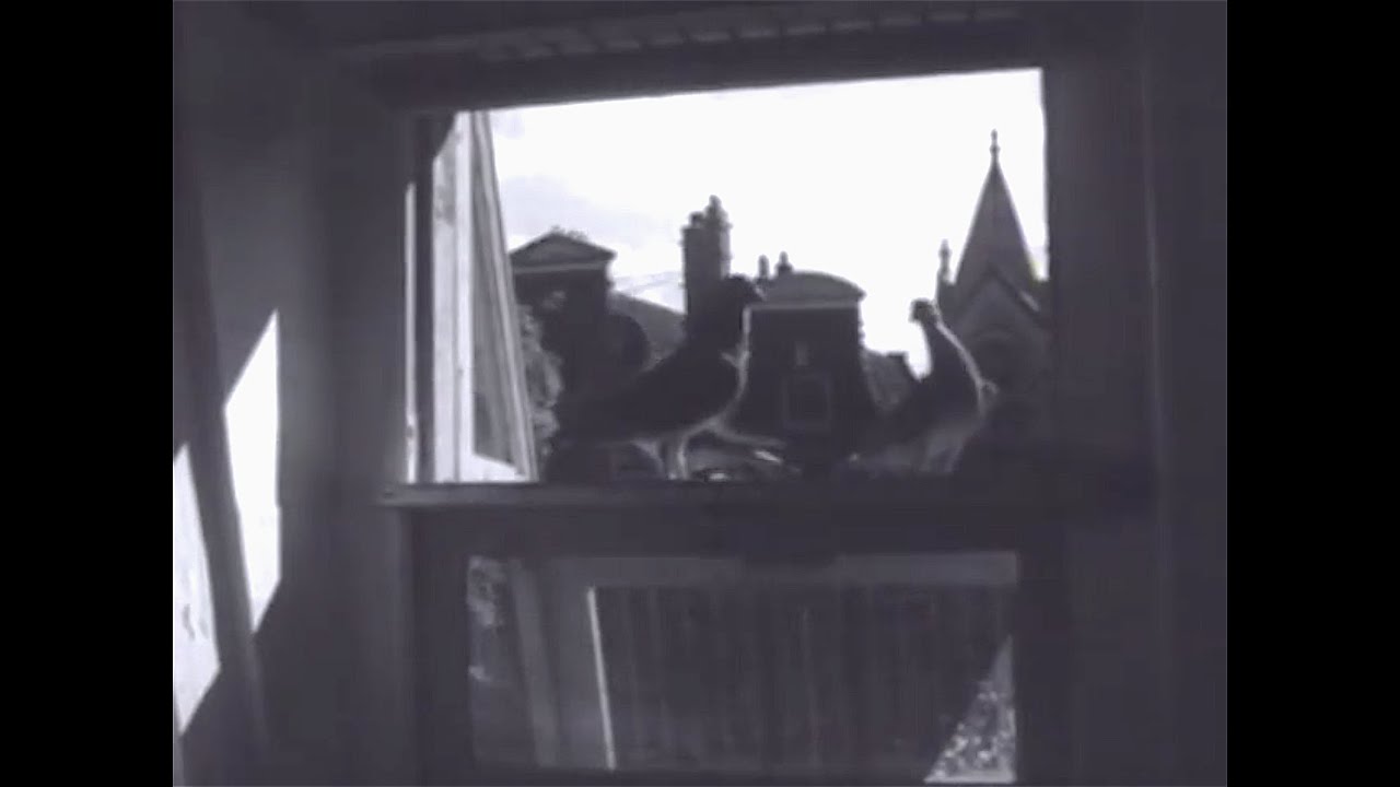 1946: De duivenmelkers van Amsterdam in de Jordaan en Amsterdam-Oost - oude filmbeelden
