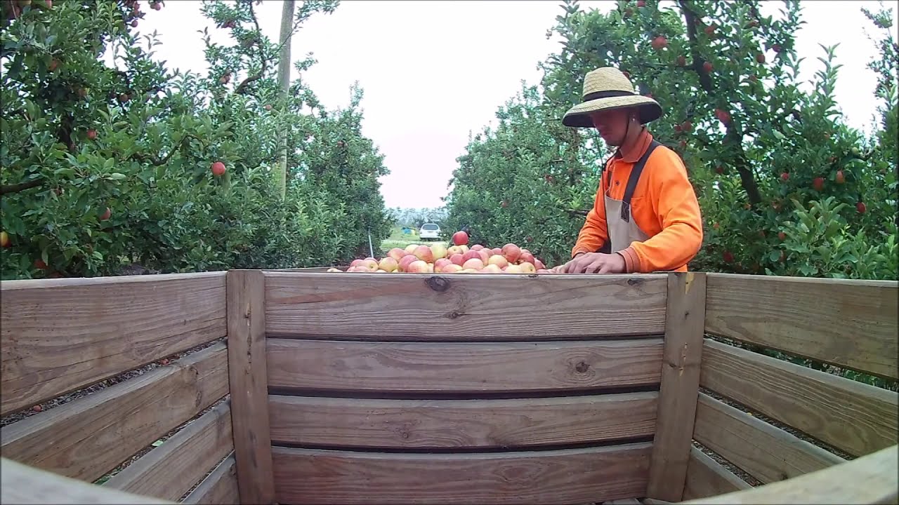 FARM WORK - Apple Picking - QLD, AUSTRALIA 🇦🇺