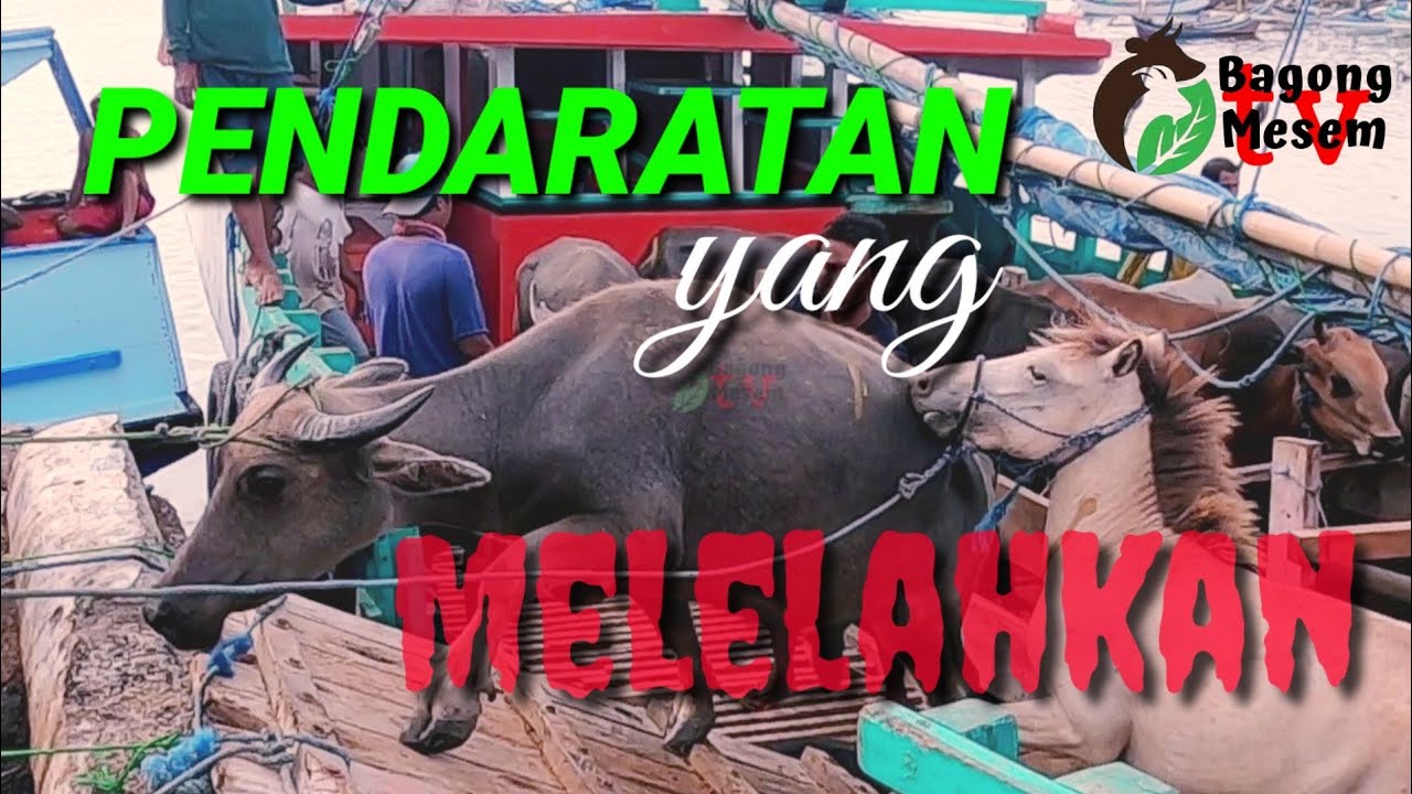 Dijual di PELABUHAN 👉 SAPI, KERBAU, KUDA DARI MADURA