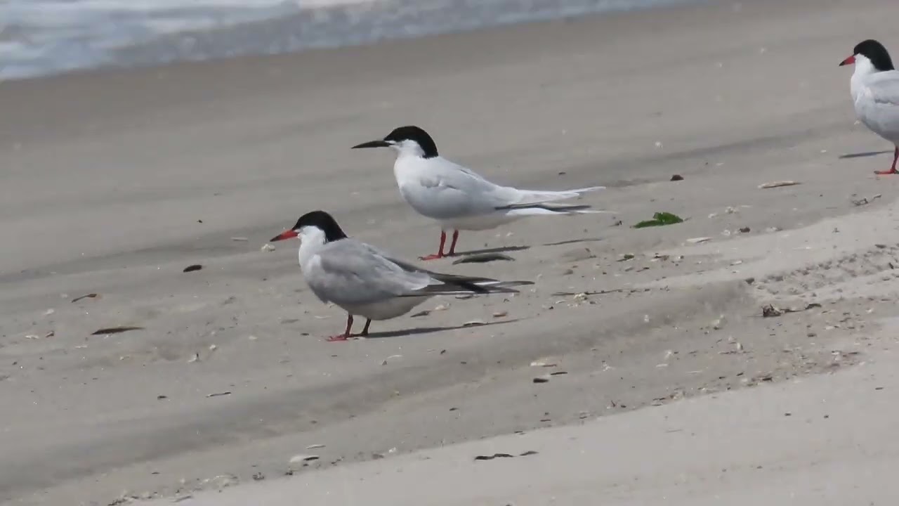 Roseate Tern flying around with Common Terns - Long Island NY