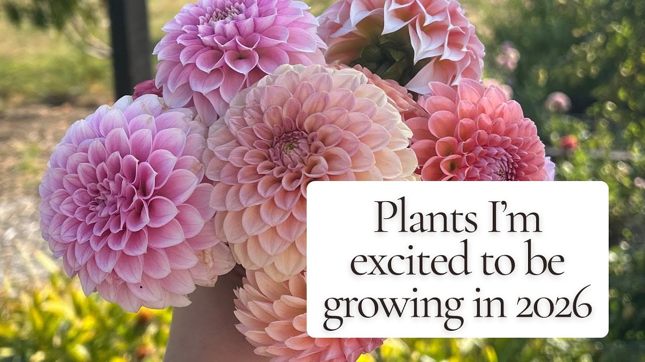 Plants I'm looking forward to growing in 2026