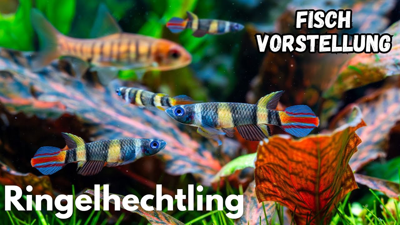 Ringelhechtling - Epiplatys annulatus | Liquid Nature Fisch Vorstellung