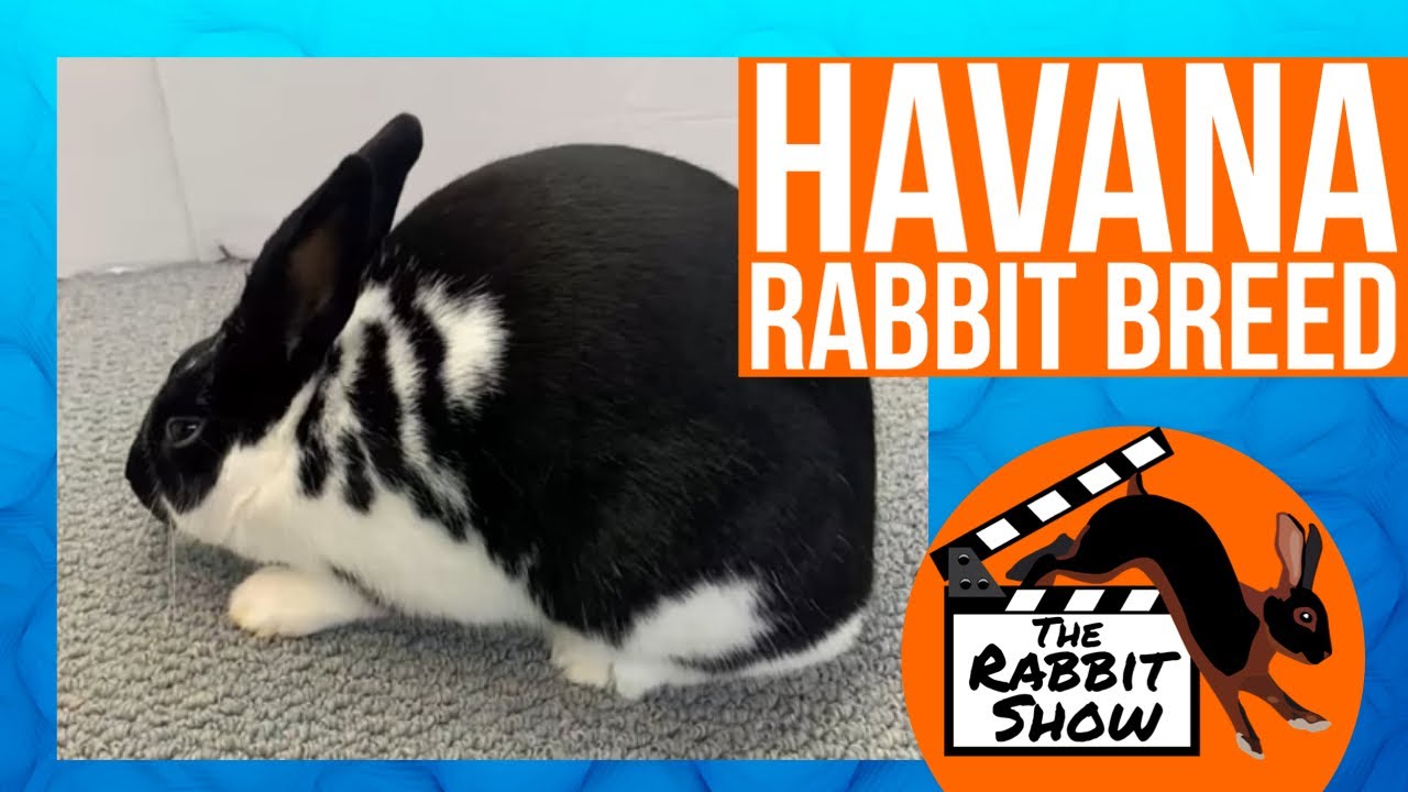 Havana Rabbit Breed - What do National Winners Look Like?
