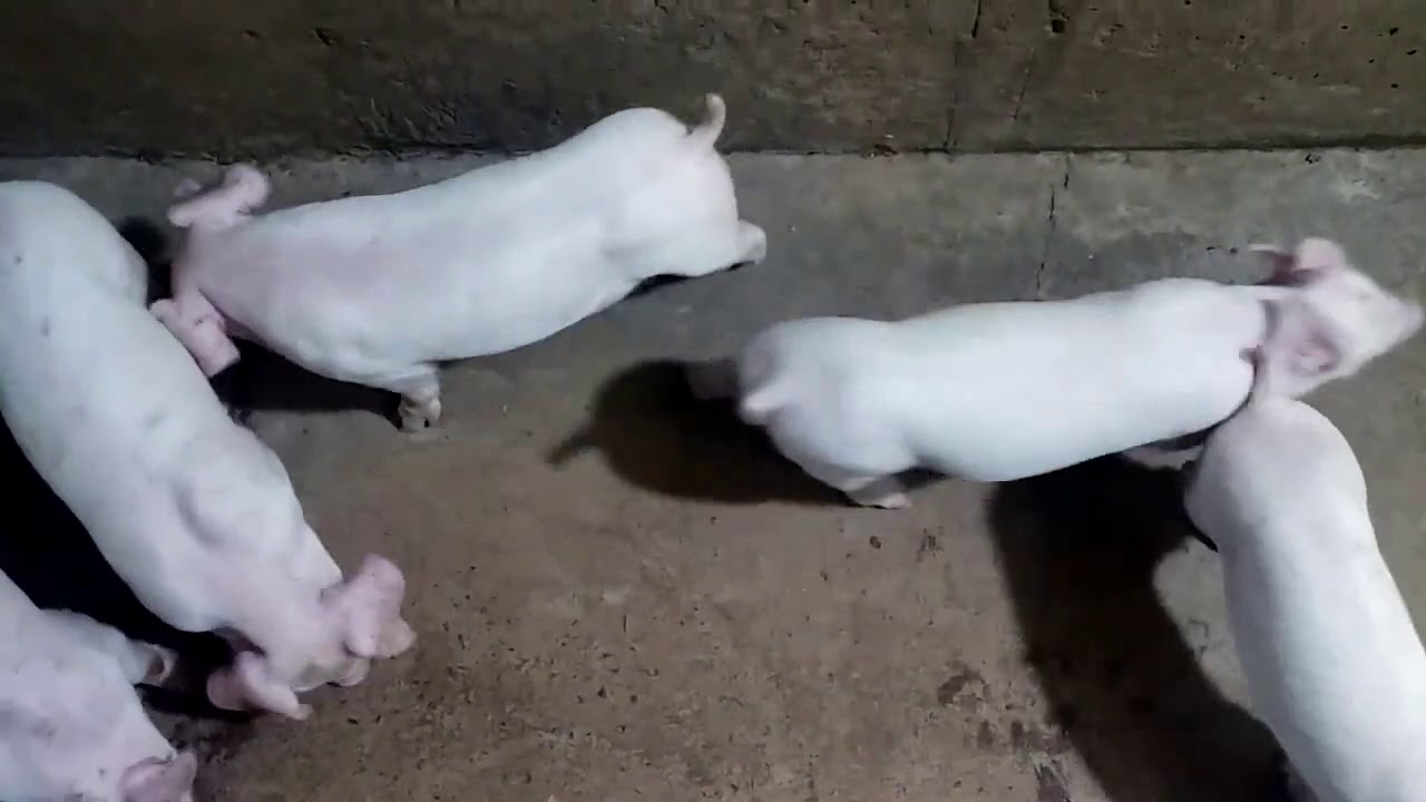 이유자돈 행진(March of weaning piglets)